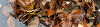 Fallen Leaves