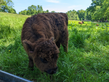 Highland Cow at Pollok Country Park