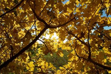 Acer Tree