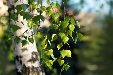 Birch Tree
