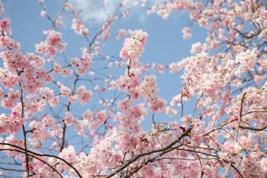 Cherry Tree