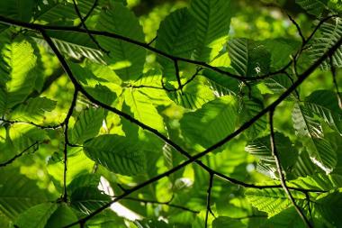 Hornbeam Tree
