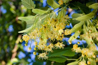 Lime Tree