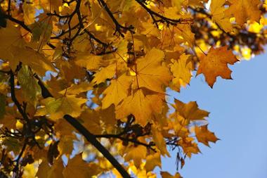 Norway Maple Tree