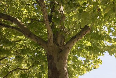 Plane Tree