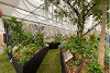 Chelsea Flower Show