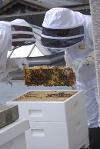 Beekeepers