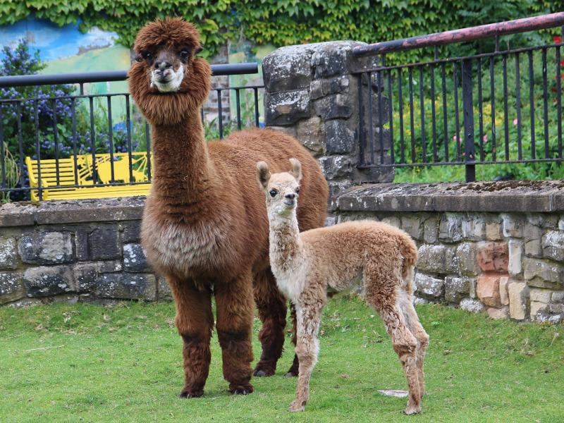 Female Baby Alpaca Tollcross Displays a larger version of this image in a new browser window
