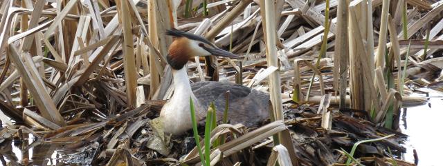 Crested Grebe 